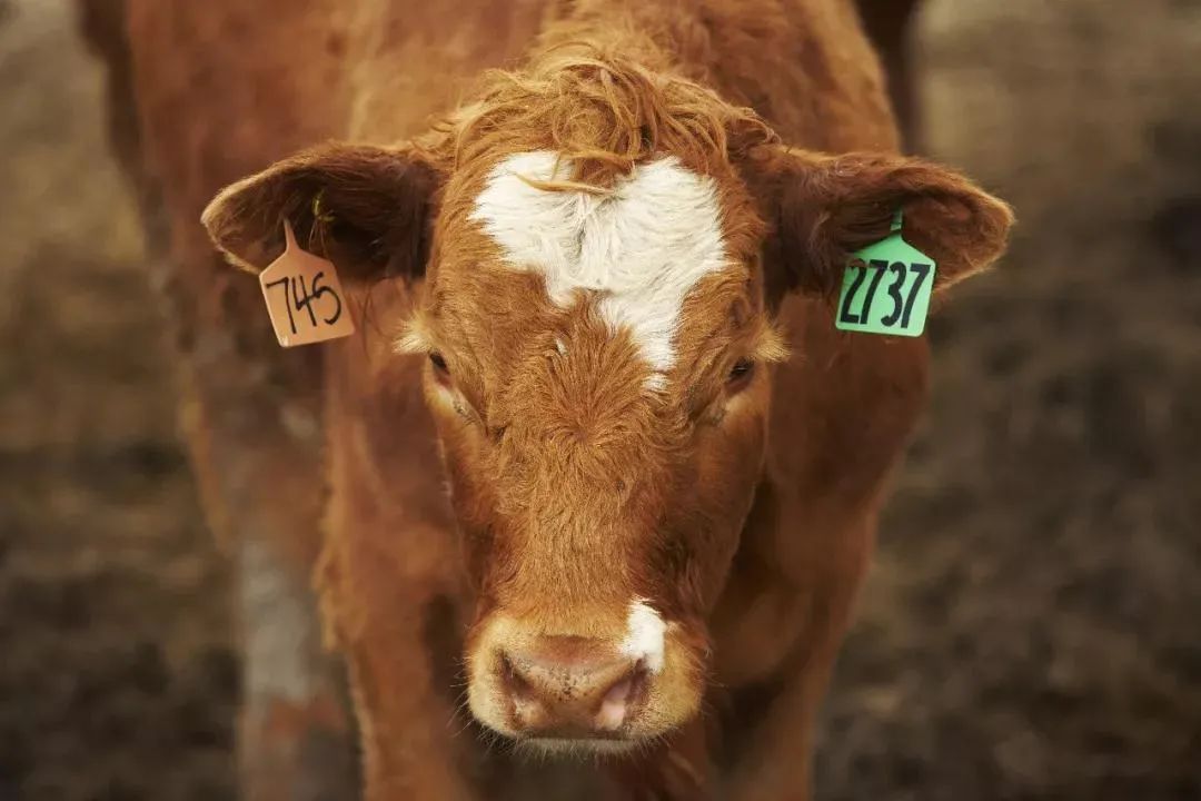 世界顶级牛肉品种排行榜，风很大的澳洲和牛才排第四