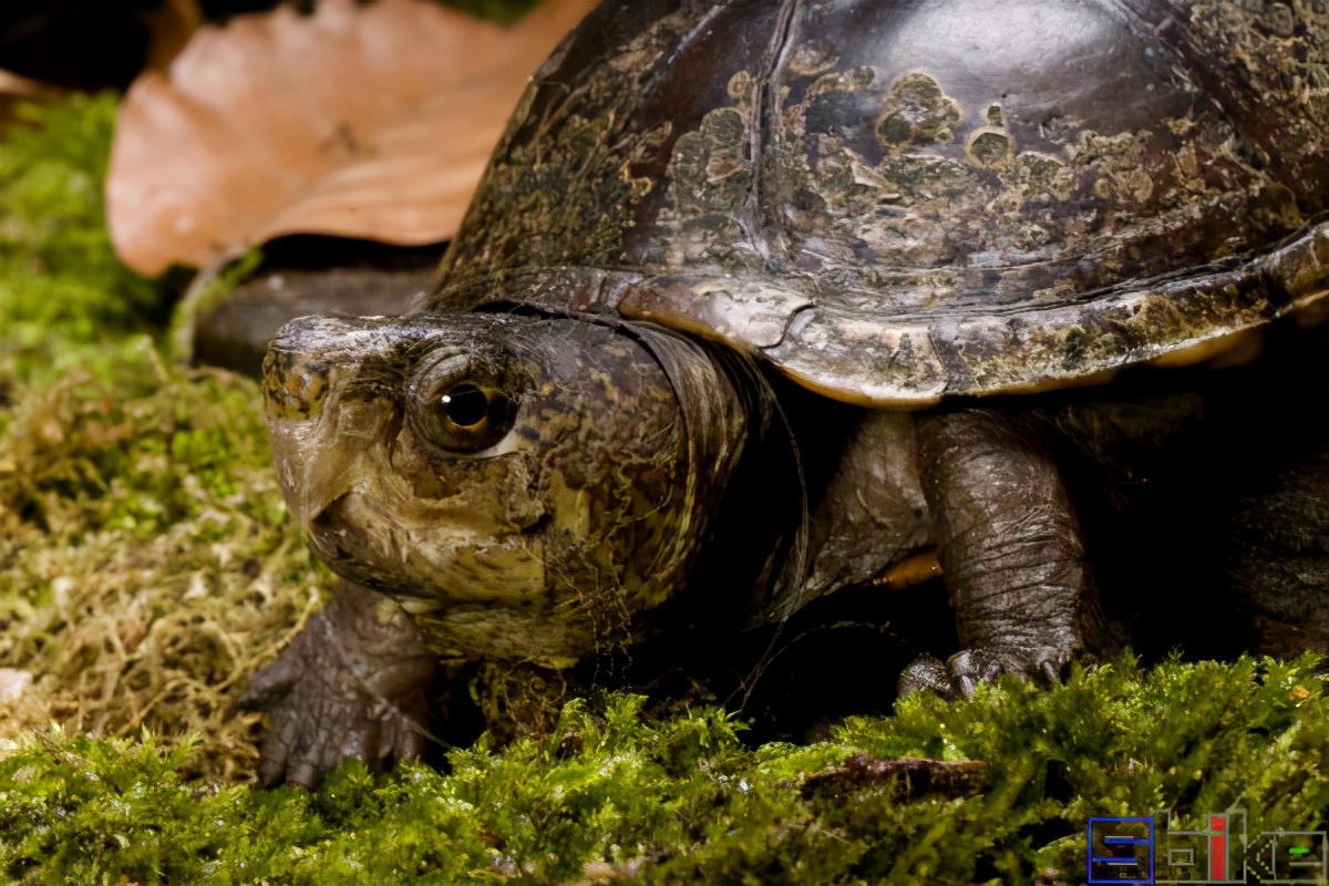 Sbike动植物百科：十大有灵性、互动性强、聪明的宠物乌龟