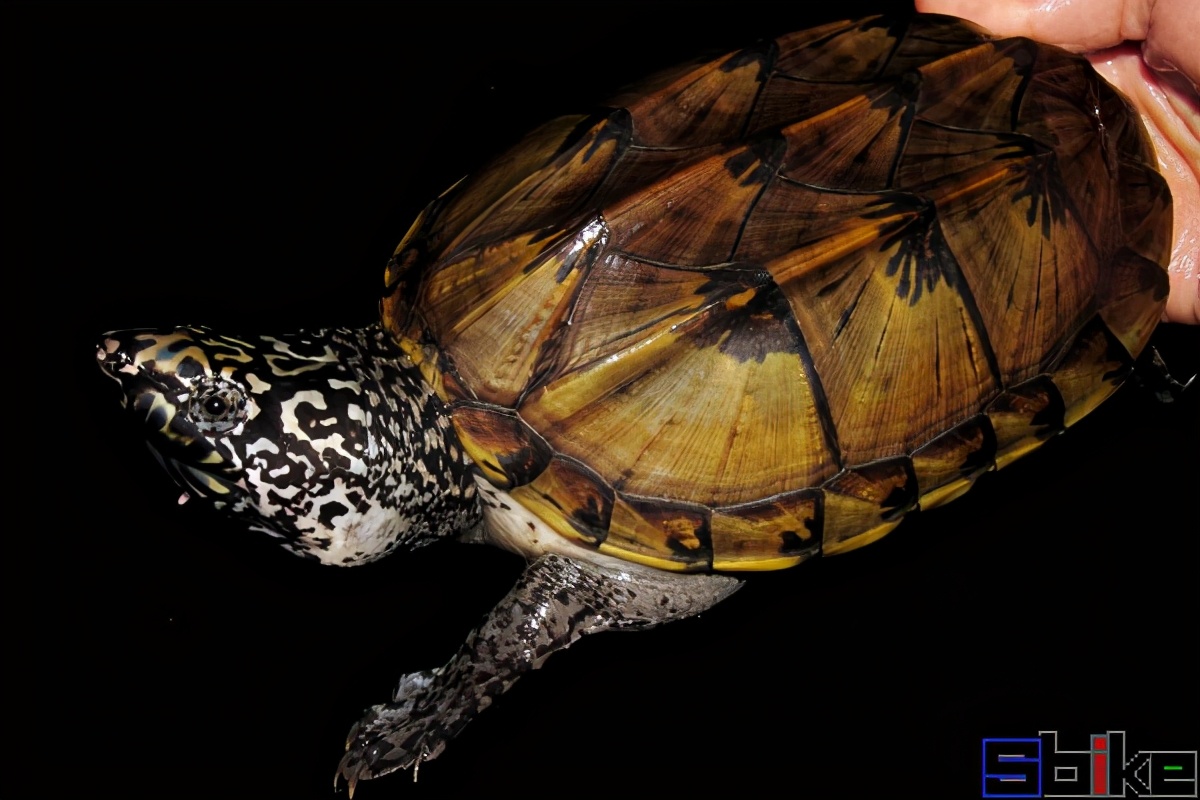 Sbike动植物百科：十大有灵性、互动性强、聪明的宠物乌龟