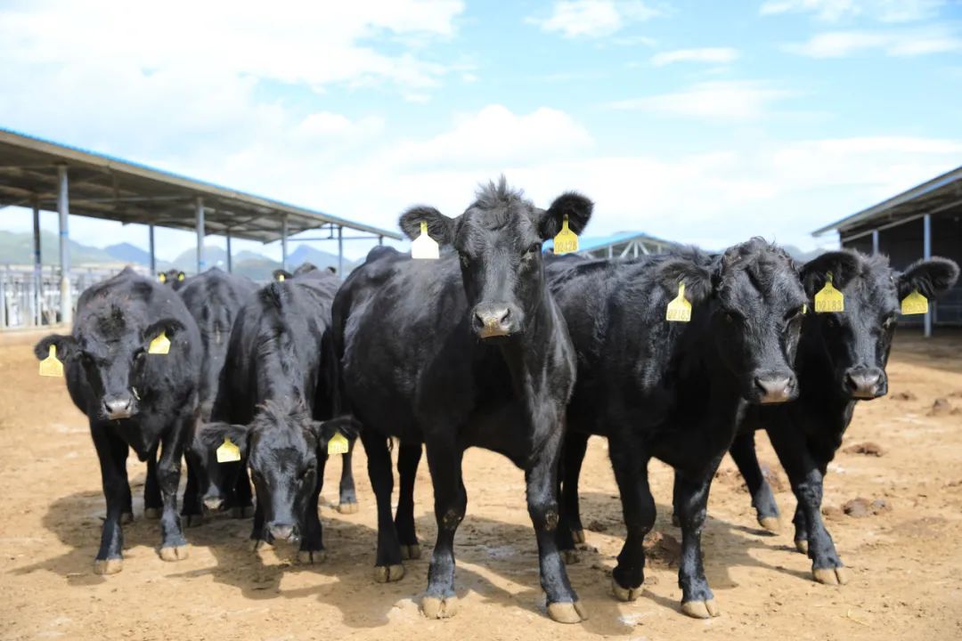 世界顶级牛肉品种排行榜，风很大的澳洲和牛才排第四