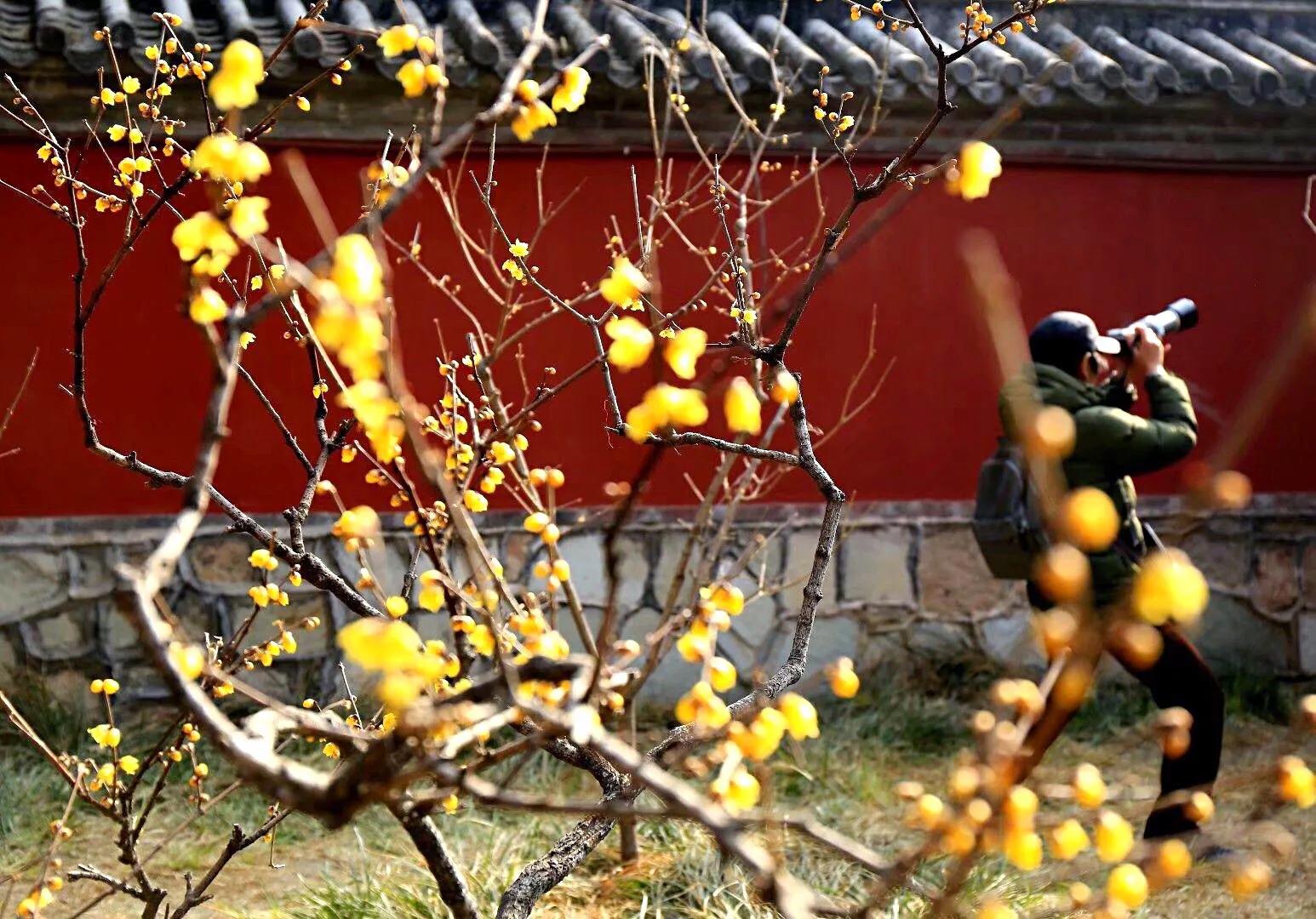 北京香山卧佛寺历年腊梅绽放图片欣赏