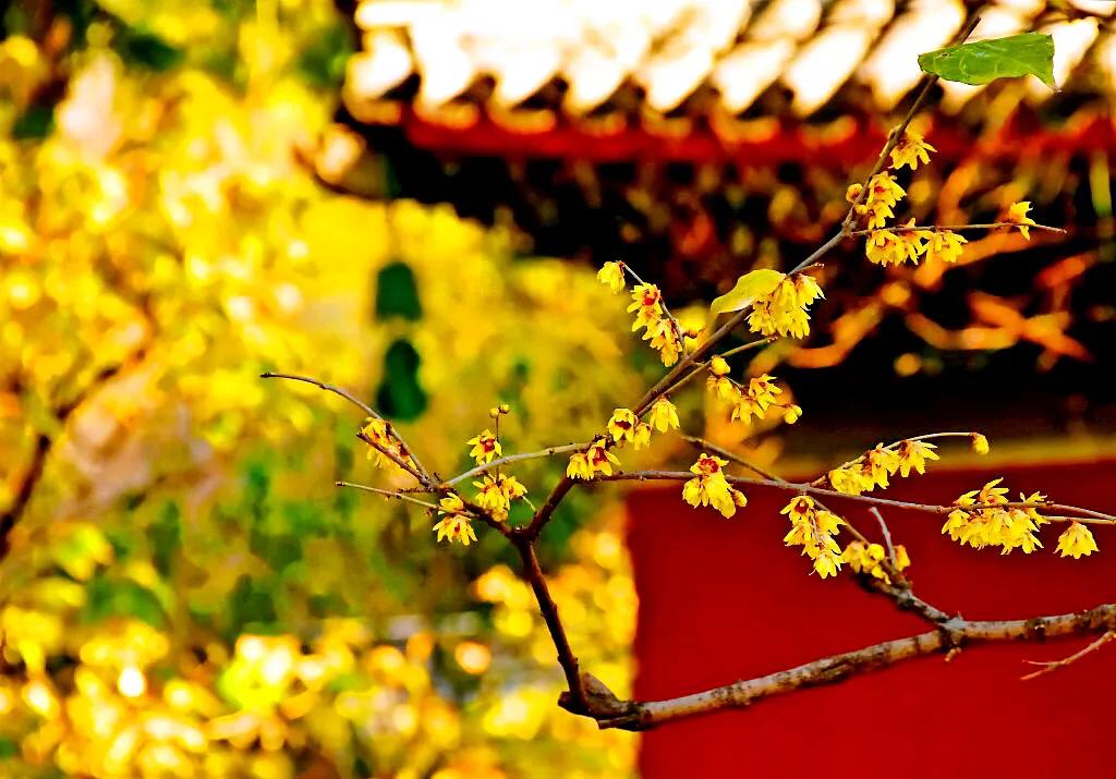 北京香山卧佛寺历年腊梅绽放图片欣赏