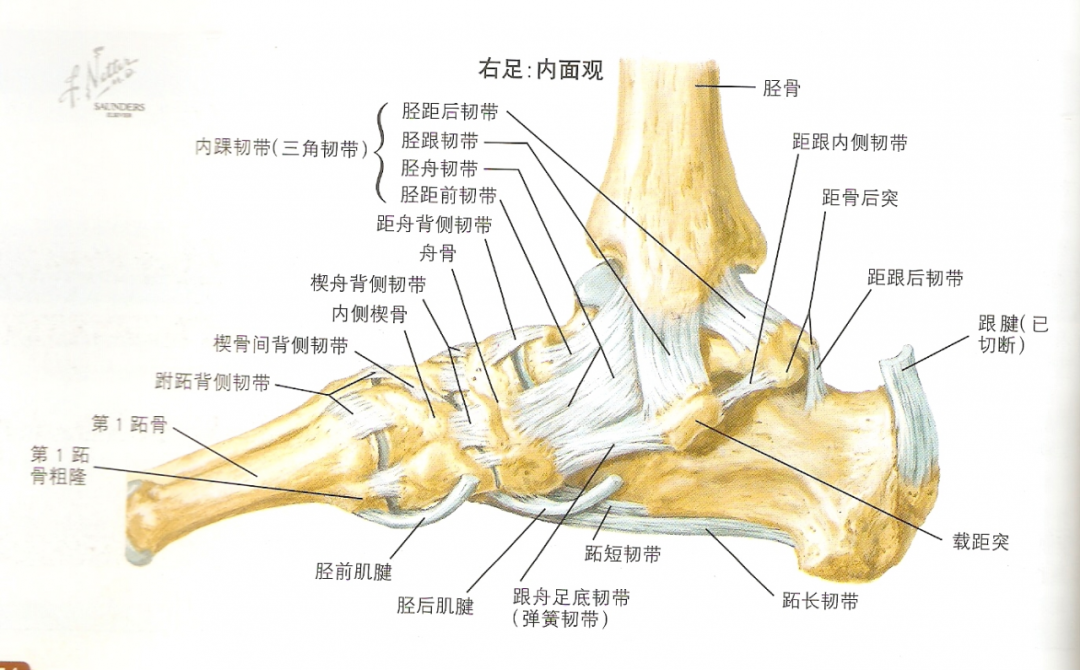 踝关节外侧韧带作用:距腓前韧带:①跖屈位限制足内翻