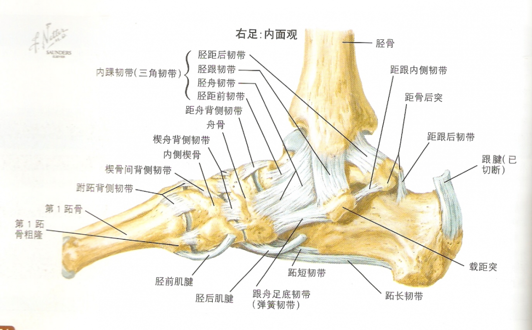 距腓后韧带:限制踝关节过度背屈踝关节外侧韧带结构